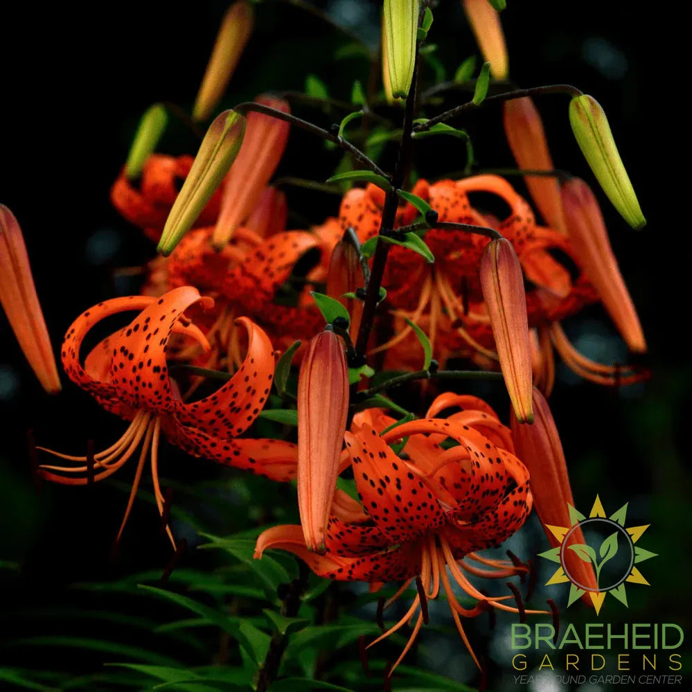 Tiger Lily