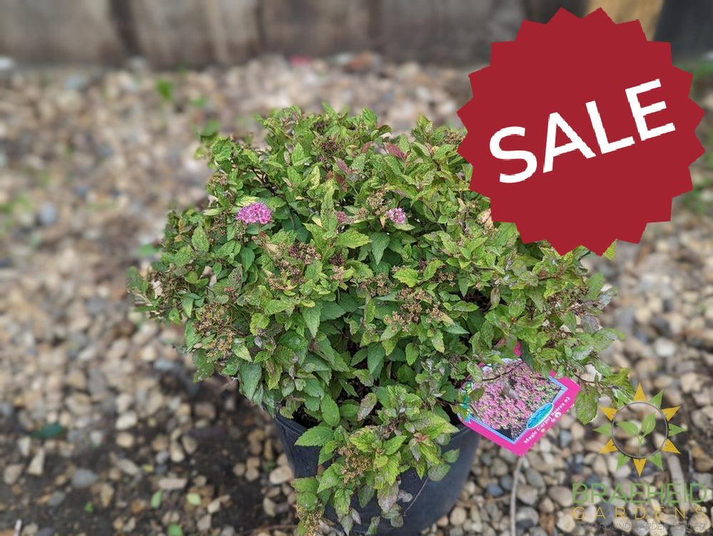 Magic Carpet Spirea