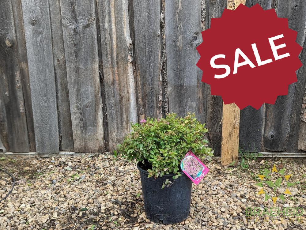 Magic Carpet Spirea