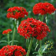 Maltese Cross