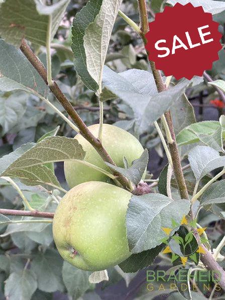 Dexter Jackson Apple- Tree for sale, Grown in Grande Prairie -Braeheid Gardens Ltd. on Emerson Trail