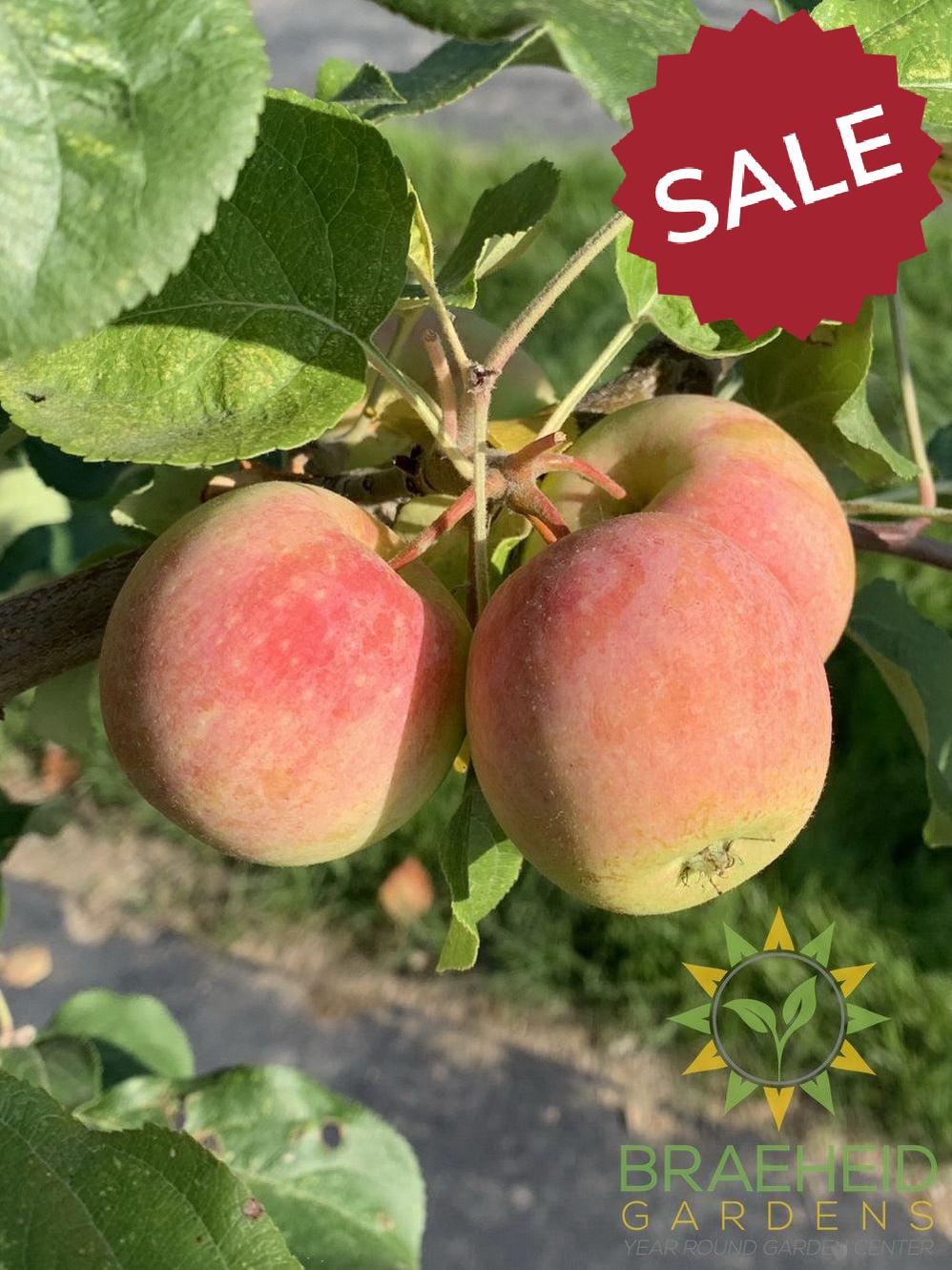 Gloria Apple- Tree for sale, Grown in Grande Prairie -Braeheid Gardens Ltd. on Emerson Trail