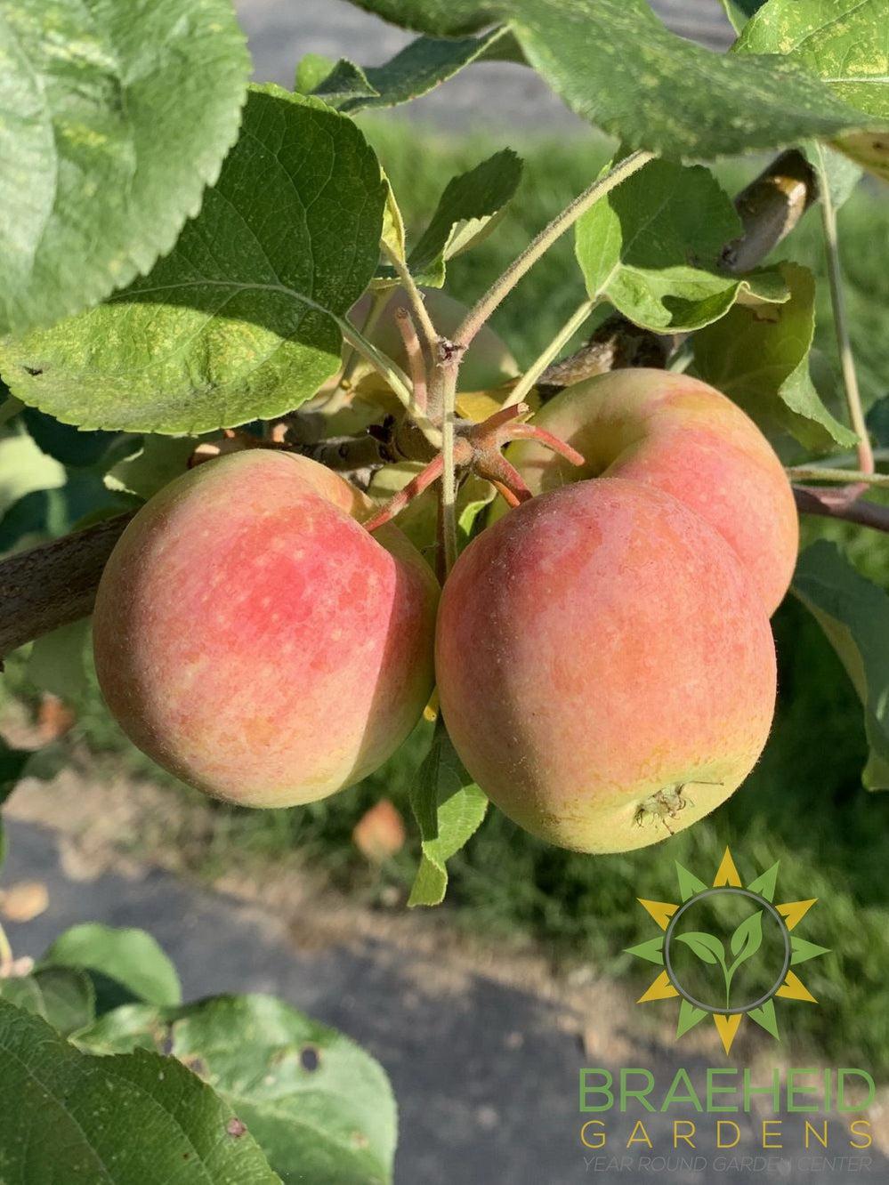 Gloria Apple- Tree for sale, Grown in Grande Prairie -Braeheid Gardens Ltd. on Emerson Trail