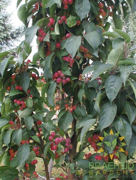 Green Wall Columnar Crabapple