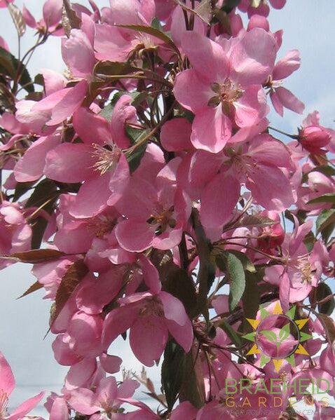 Makamik Flowering Crabapple- Tree for sale, Grown in Grande Prairie -Braeheid Gardens Ltd. on Emerson Trail