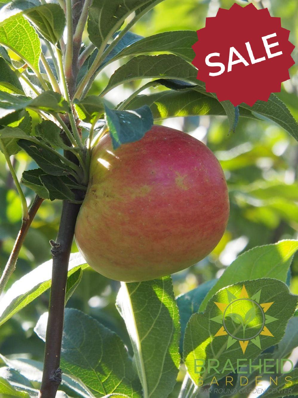 Zestar!® Apple - NO SHIP- Tree for sale, Grown in Grande Prairie -Braeheid Gardens Ltd. on Emerson Trail