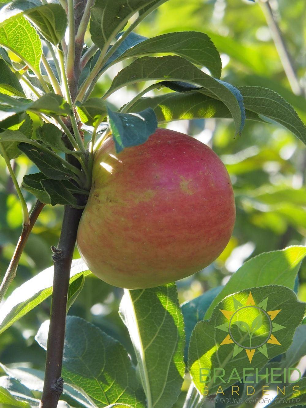 Zestar!® Apple - NO SHIP- Tree for sale, Grown in Grande Prairie -Braeheid Gardens Ltd. on Emerson Trail