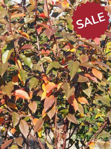 Courageous Crabapple- Tree for sale, Grown in Grande Prairie -Braeheid Gardens Ltd. on Emerson Trail
