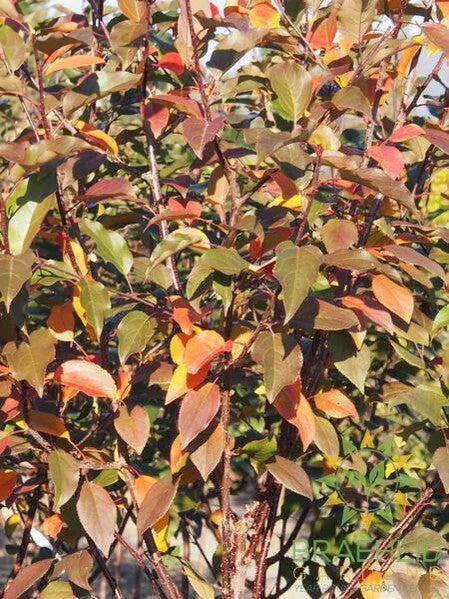 Courageous Crabapple- Tree for sale, Grown in Grande Prairie -Braeheid Gardens Ltd. on Emerson Trail
