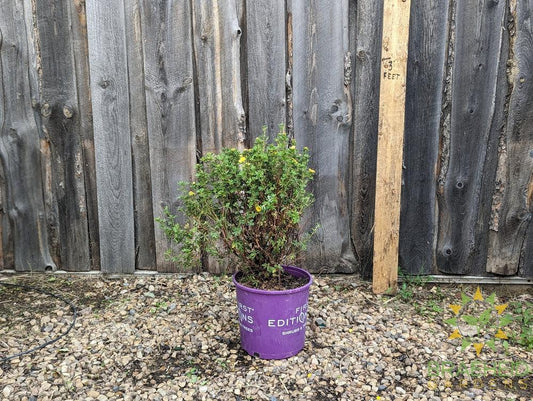 Mandarin Tango® Potentilla