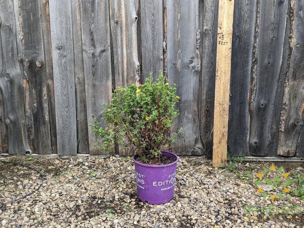 Mandarin Tango® Potentilla