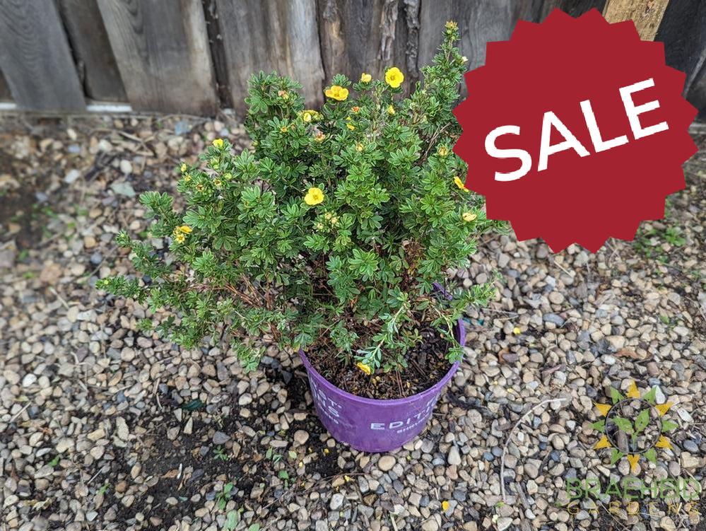 Mandarin Tango® Potentilla