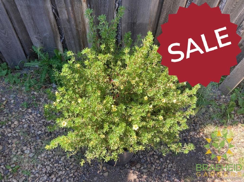 Mango Tango® Potentilla