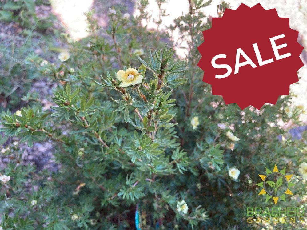 Mango Tango® Potentilla