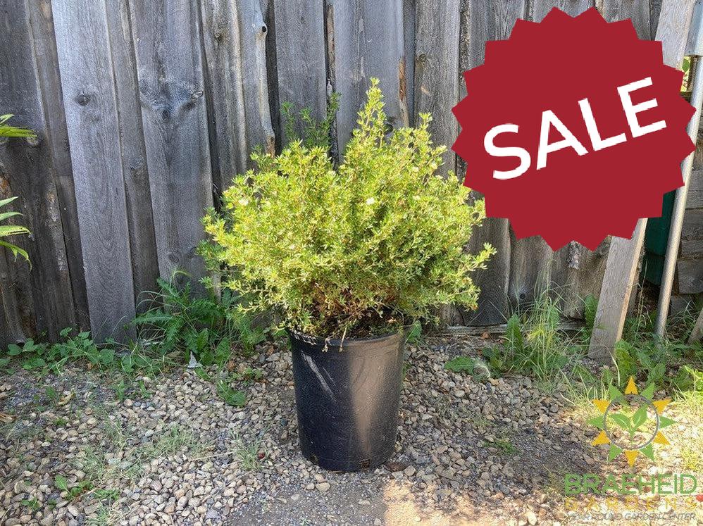 Mango Tango® Potentilla