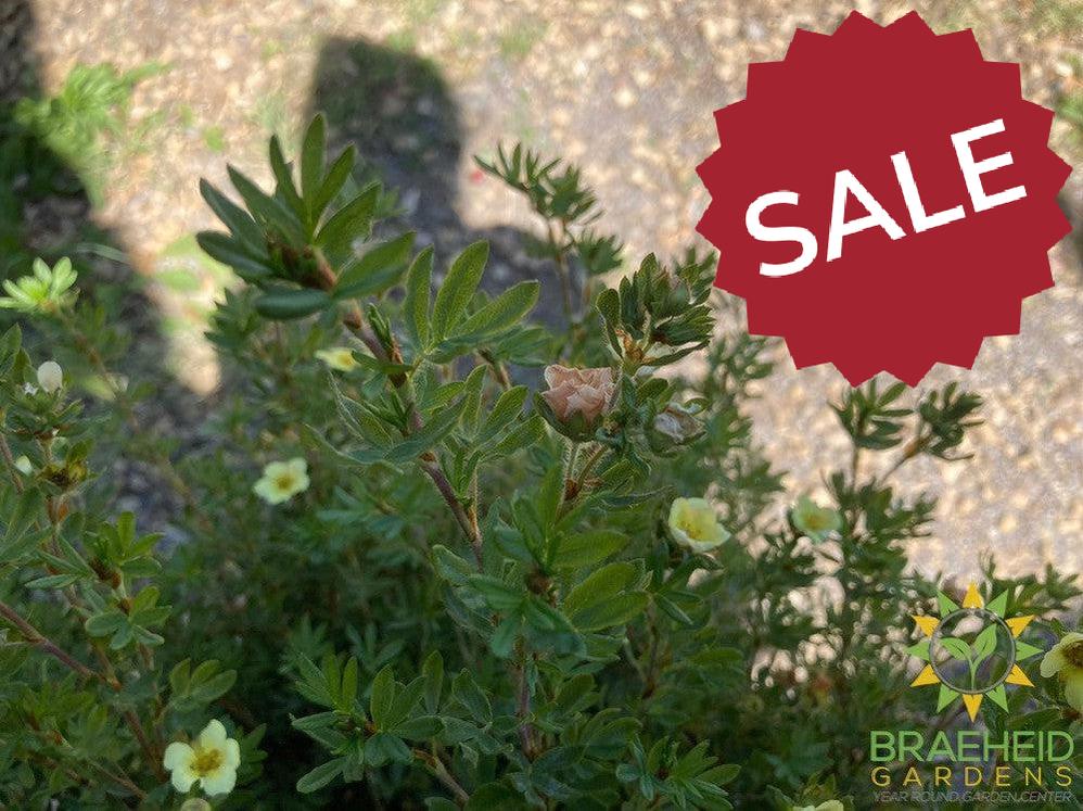 Mango Tango® Potentilla