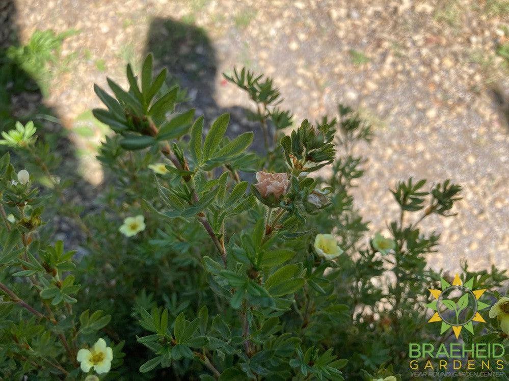 Mango Tango® Potentilla