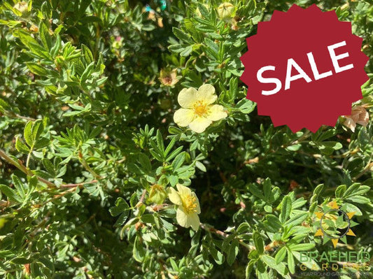 Mango Tango® Potentilla