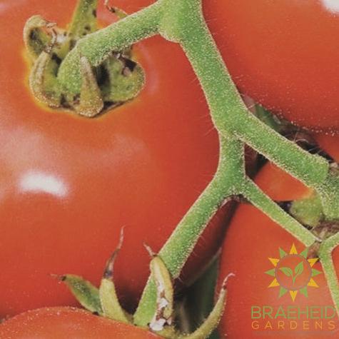 Manitoba Tomato