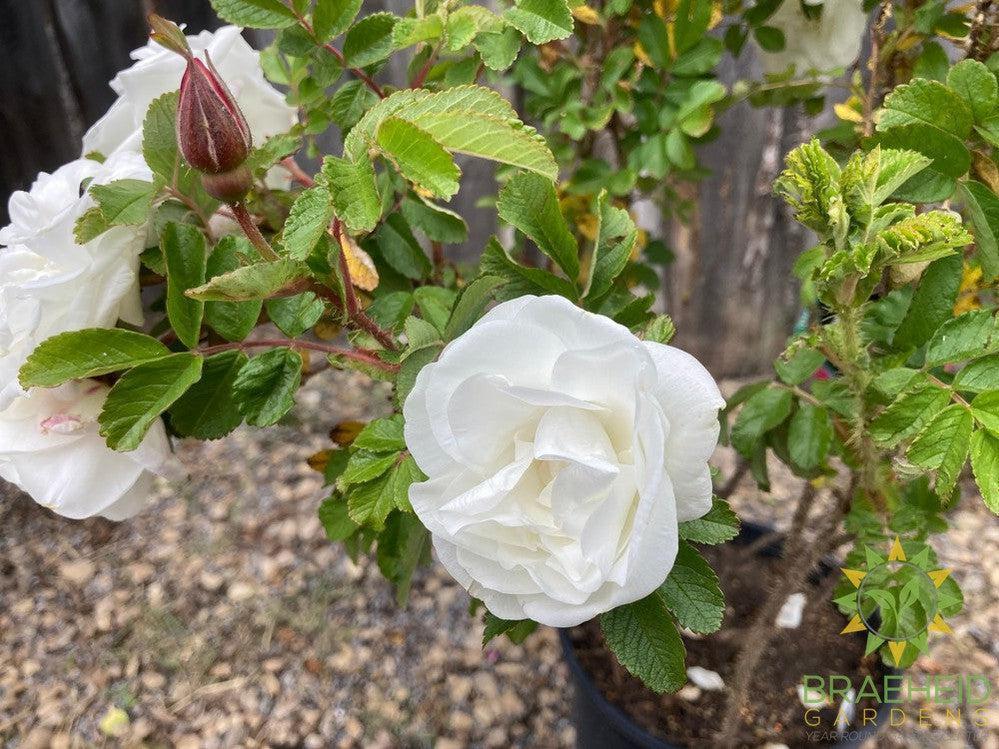Marie Bugnet Rose