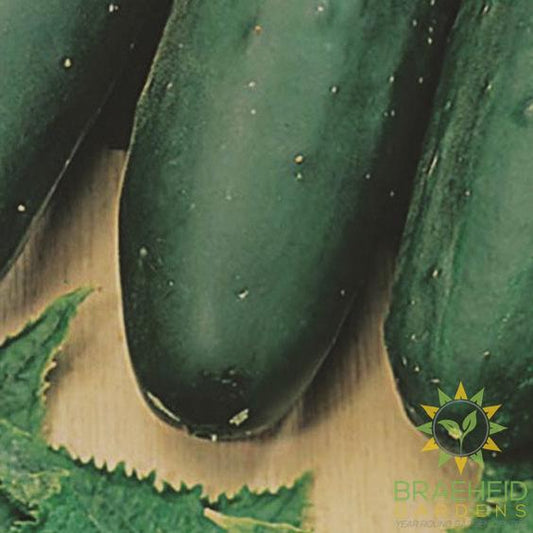 Marketmore Cucumber