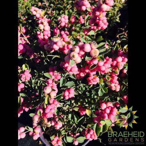 Buy Marleen® Pink Snowberry an Shrub in Grande Prairie Alberta - Braeheid Gardens Ltd.