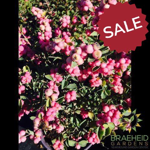 Buy Marleen® Pink Snowberry an Shrub in Grande Prairie Alberta - Braeheid Gardens Ltd.