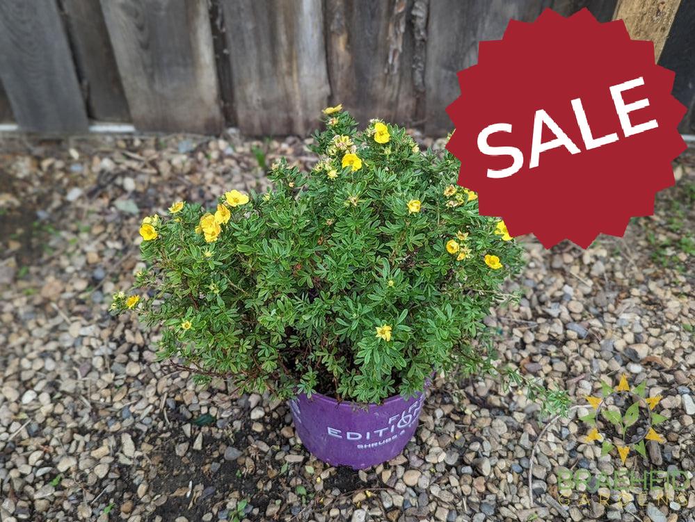Marmalade™ Potentilla