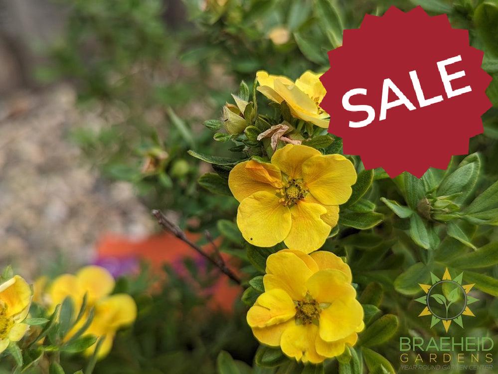 Marmalade™ Potentilla