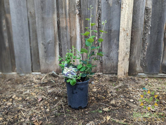 Buy Martin Saskatoon an Edible Shrub in Grande Prairie Alberta - Braeheid Gardens Ltd.