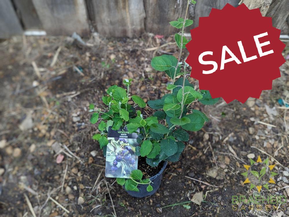 Buy Martin Saskatoon an Edible Shrub in Grande Prairie Alberta - Braeheid Gardens Ltd.