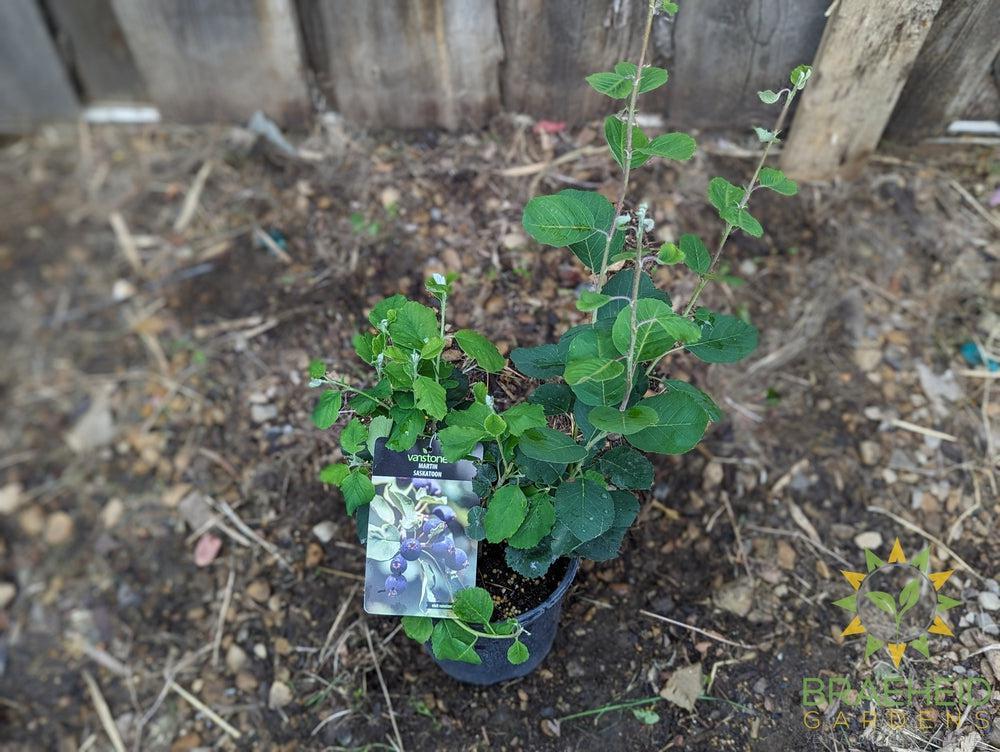 Buy Martin Saskatoon an Edible Shrub in Grande Prairie Alberta - Braeheid Gardens Ltd.