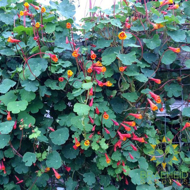 Mashua (Tuberous Nasturtium)