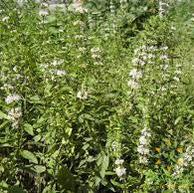 Medicinal Peppermint Rootstock