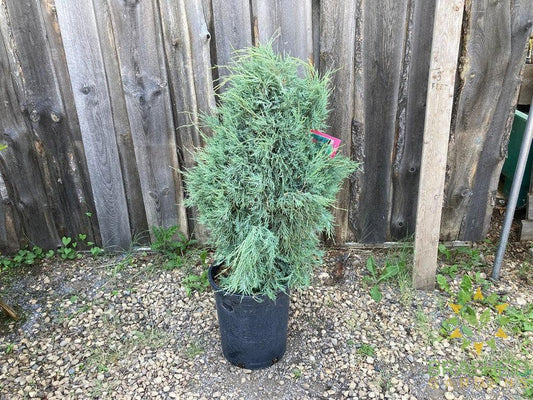 Medora Juniper