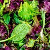 Mesclun Mix