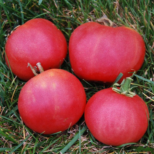 Metchosin Pink Tomato