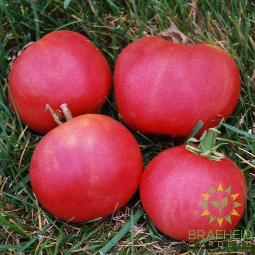 Metchosin Pink Tomato