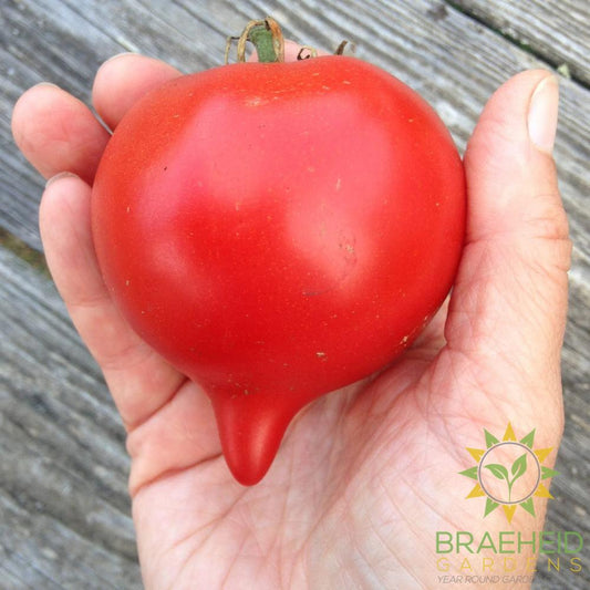 Teardrop Tomato