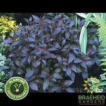 Midnight Wine® Weigela