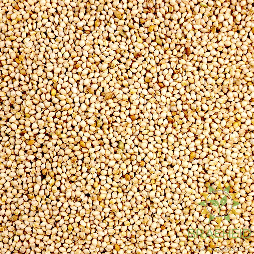 Millet