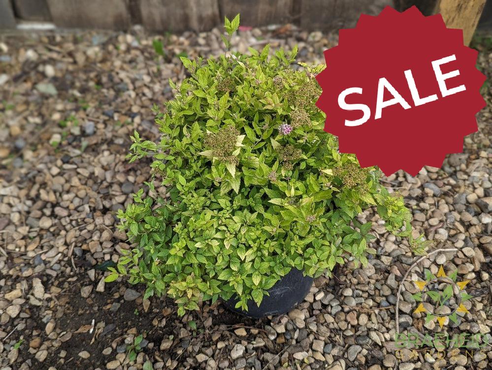 Mini Sunglo Spirea