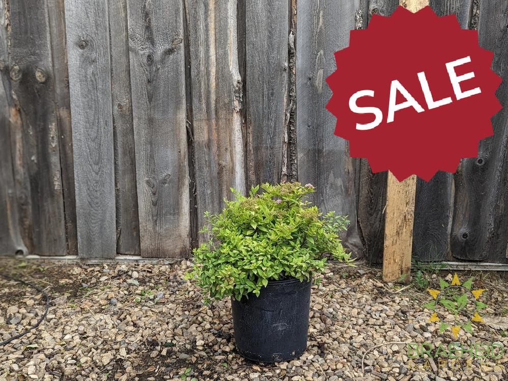 Mini Sunglo Spirea