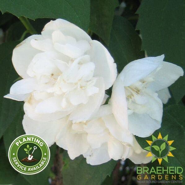 Minnesota Snow. Mock Orange