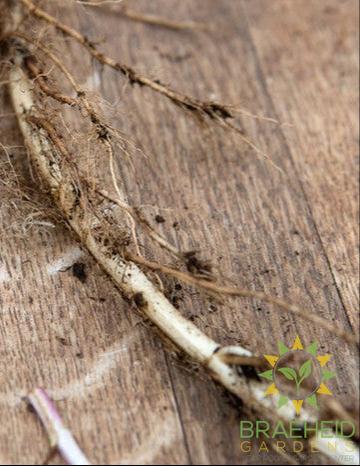 Medicinal Peppermint Rootstock