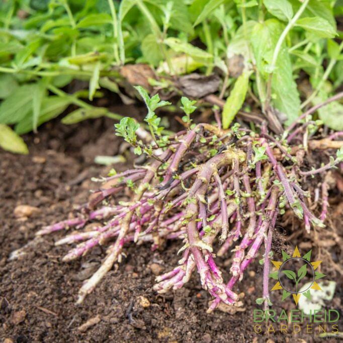 English Spearmint Rootstock