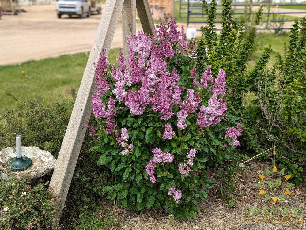 Minuet Lilac