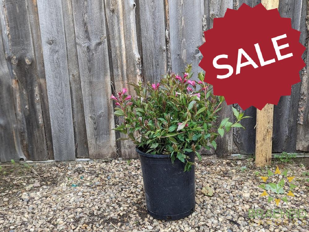 Minuet Weigela