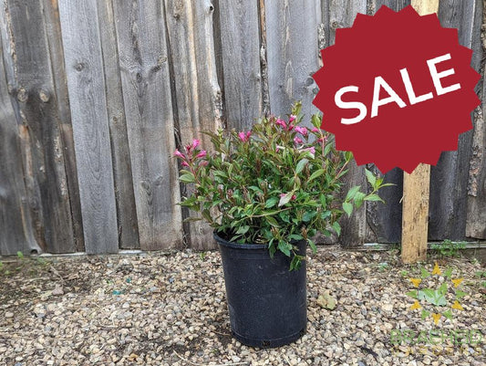 Minuet Weigela
