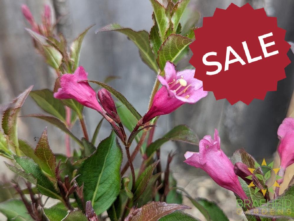 Minuet Weigela